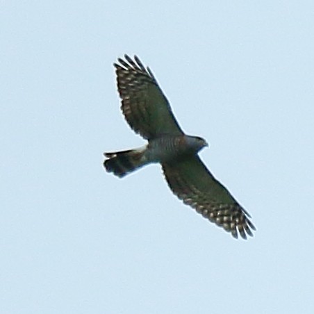 Double-toothed Kite - Ryan Candee