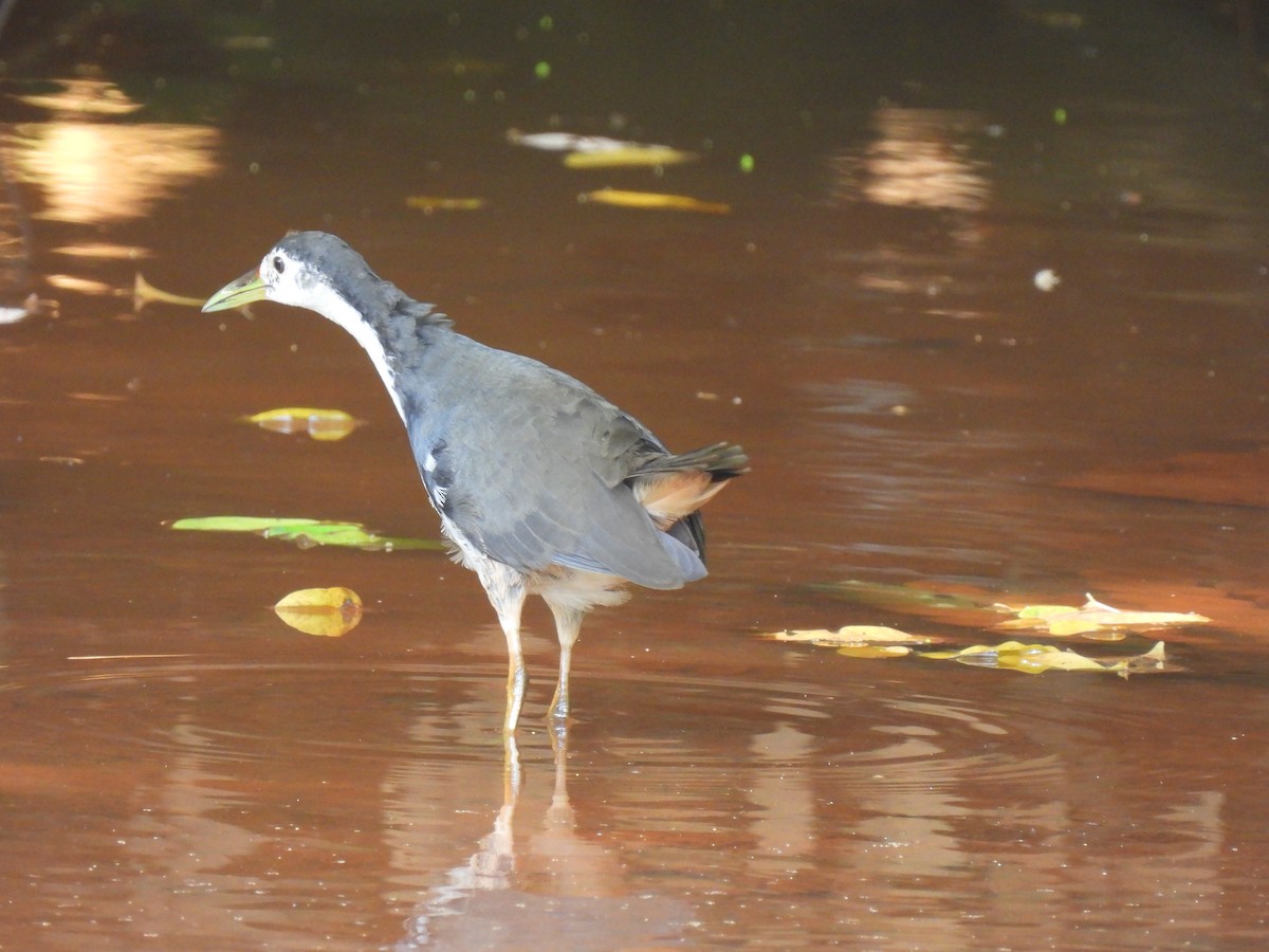 White-breasted Waterhen - Chris Patterson