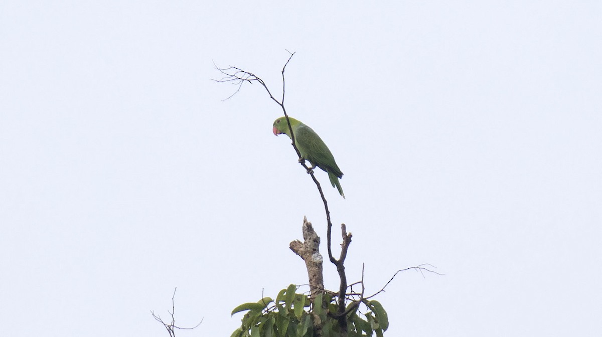 Blue-backed Parrot - ML303319911