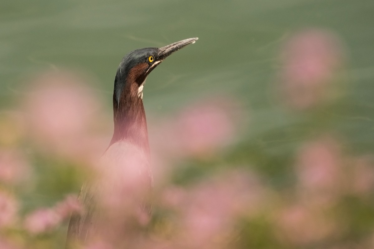 Green Heron - ML30332061