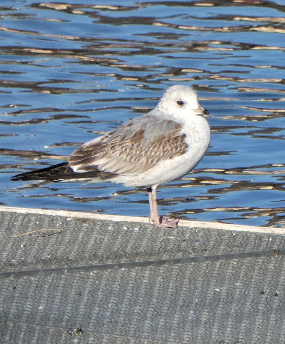 Common Gull - ML303321901