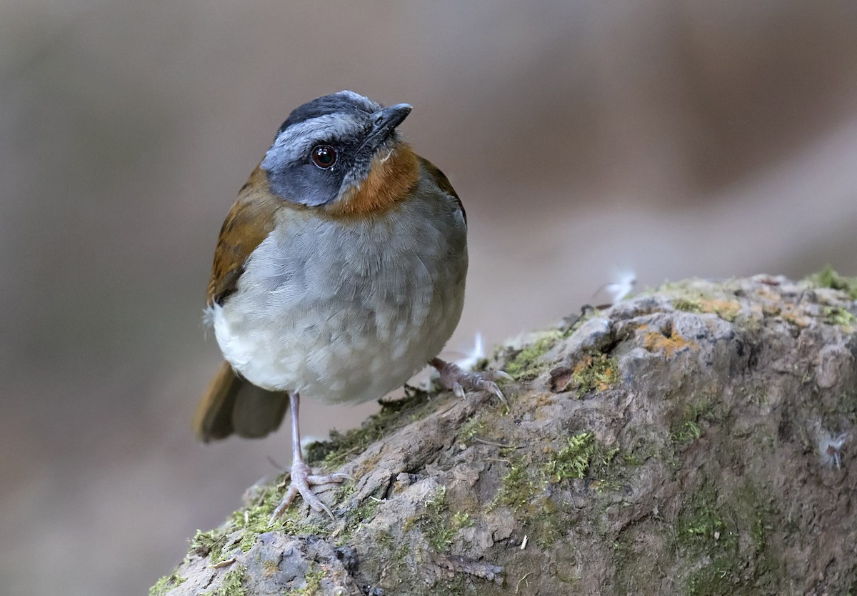 Red-throated Alethe - ML303321991