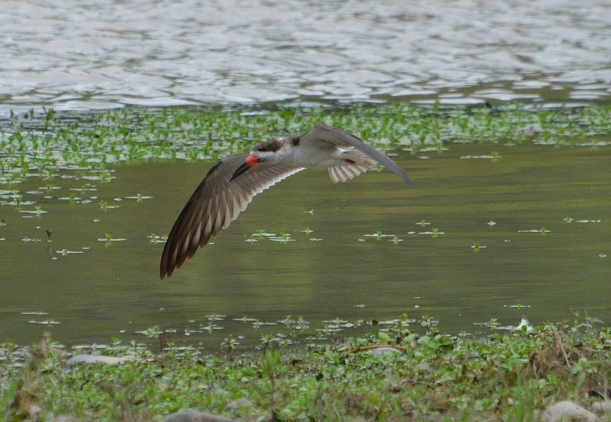 zoboun americký - ML303322101