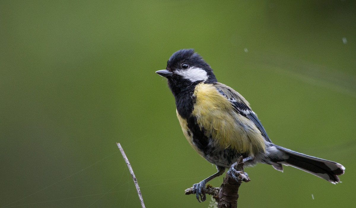 Mésange montagnarde - ML30332211