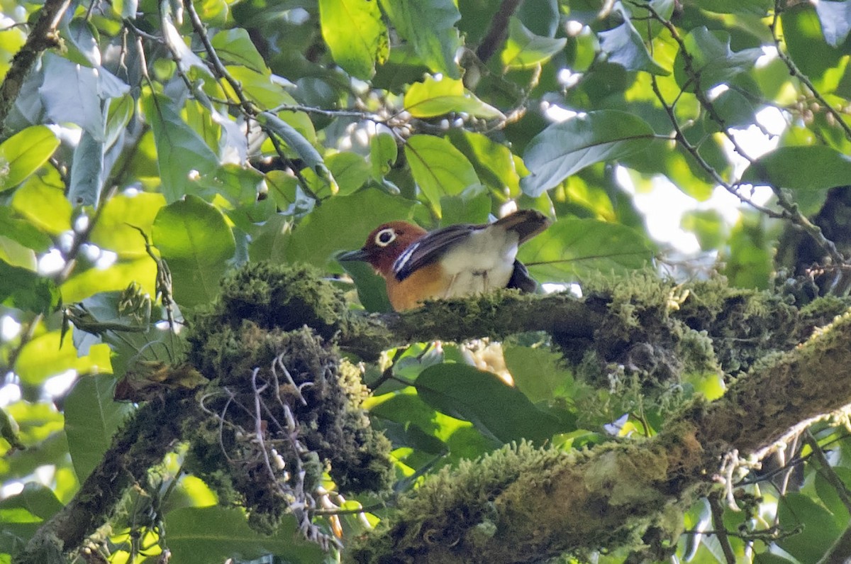 Abyssinian Ground-Thrush (Kivu) - ML303322371