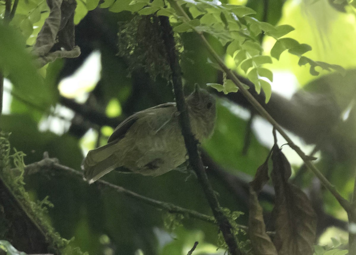 Mosquitero Barrado - ML303322581