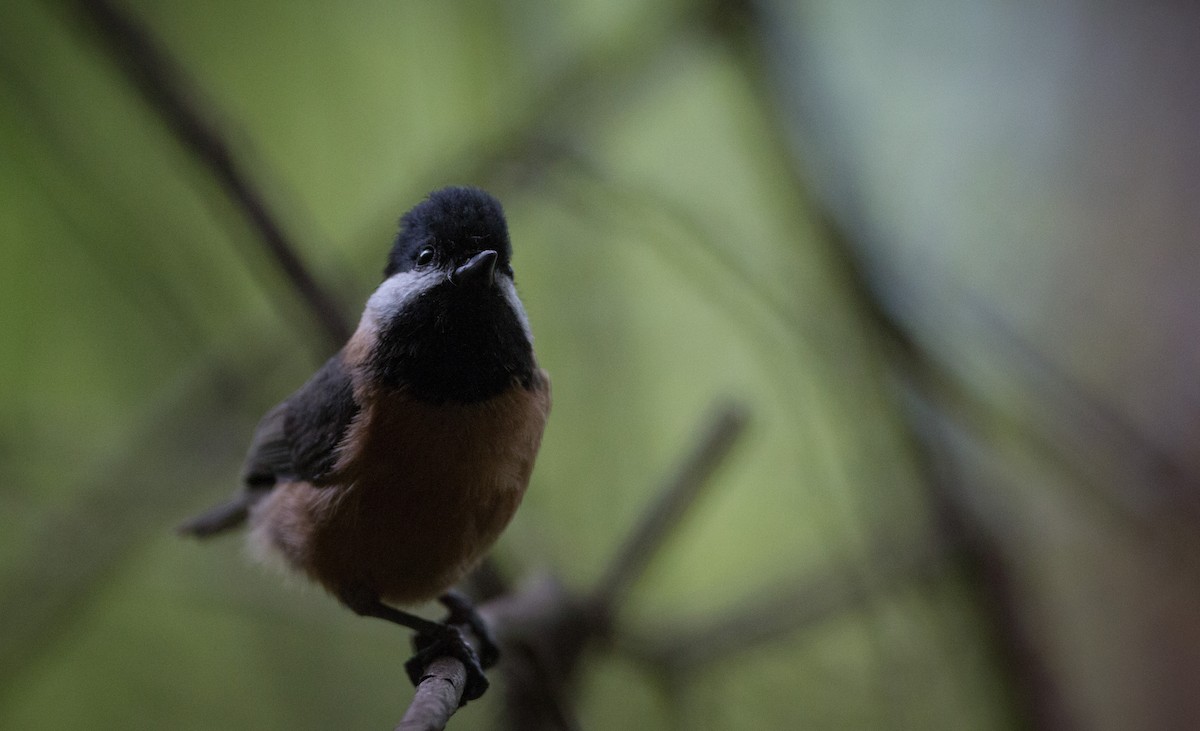 Mésange de David - ML30332271