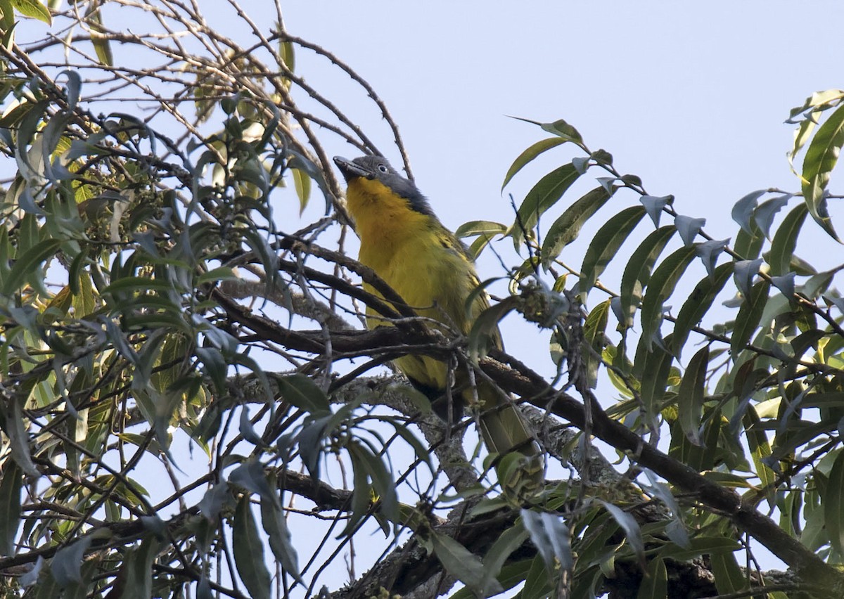 Lagden's Bushshrike - ML303322781