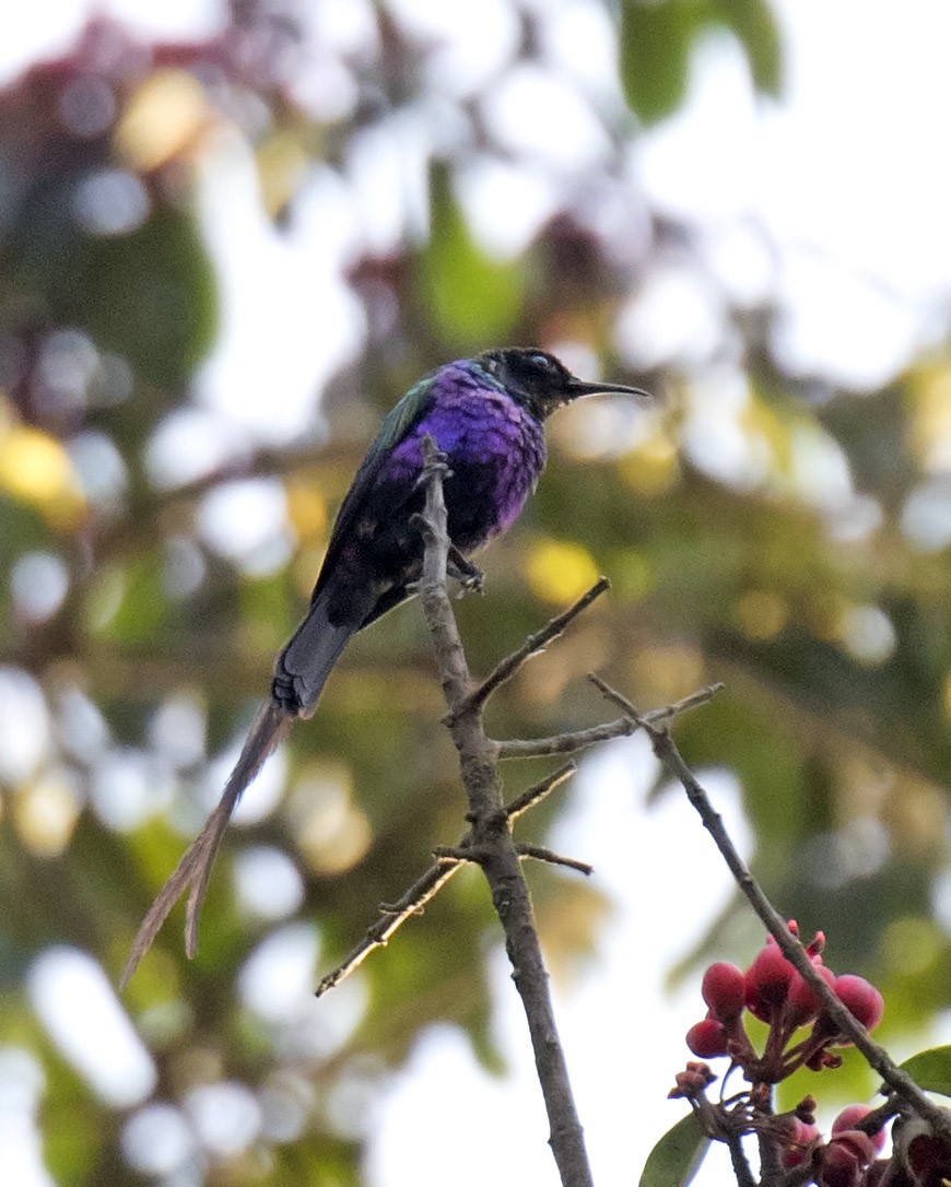 Purple-breasted Sunbird - Daniel López-Velasco | Ornis Birding Expeditions