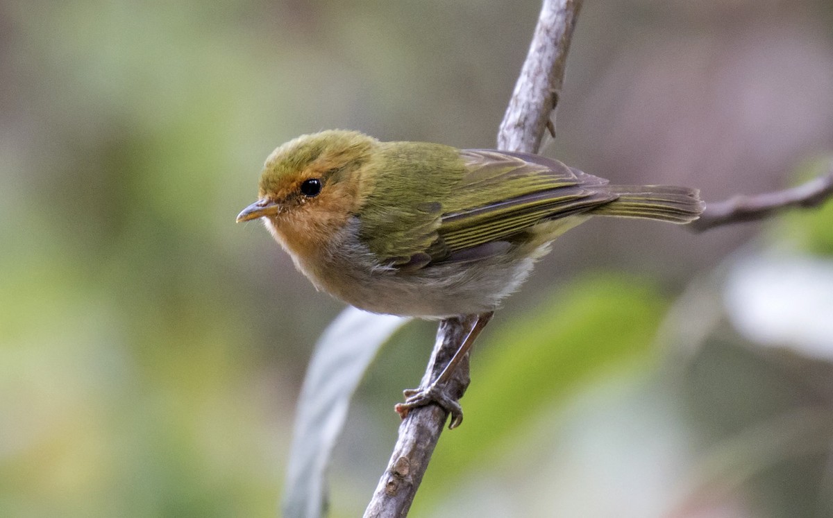 Red-faced Woodland-Warbler - ML303323011