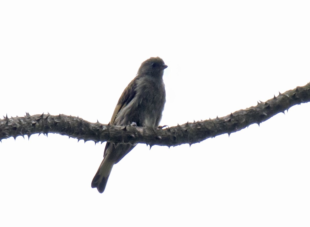 Dwarf Honeyguide - ML303323131