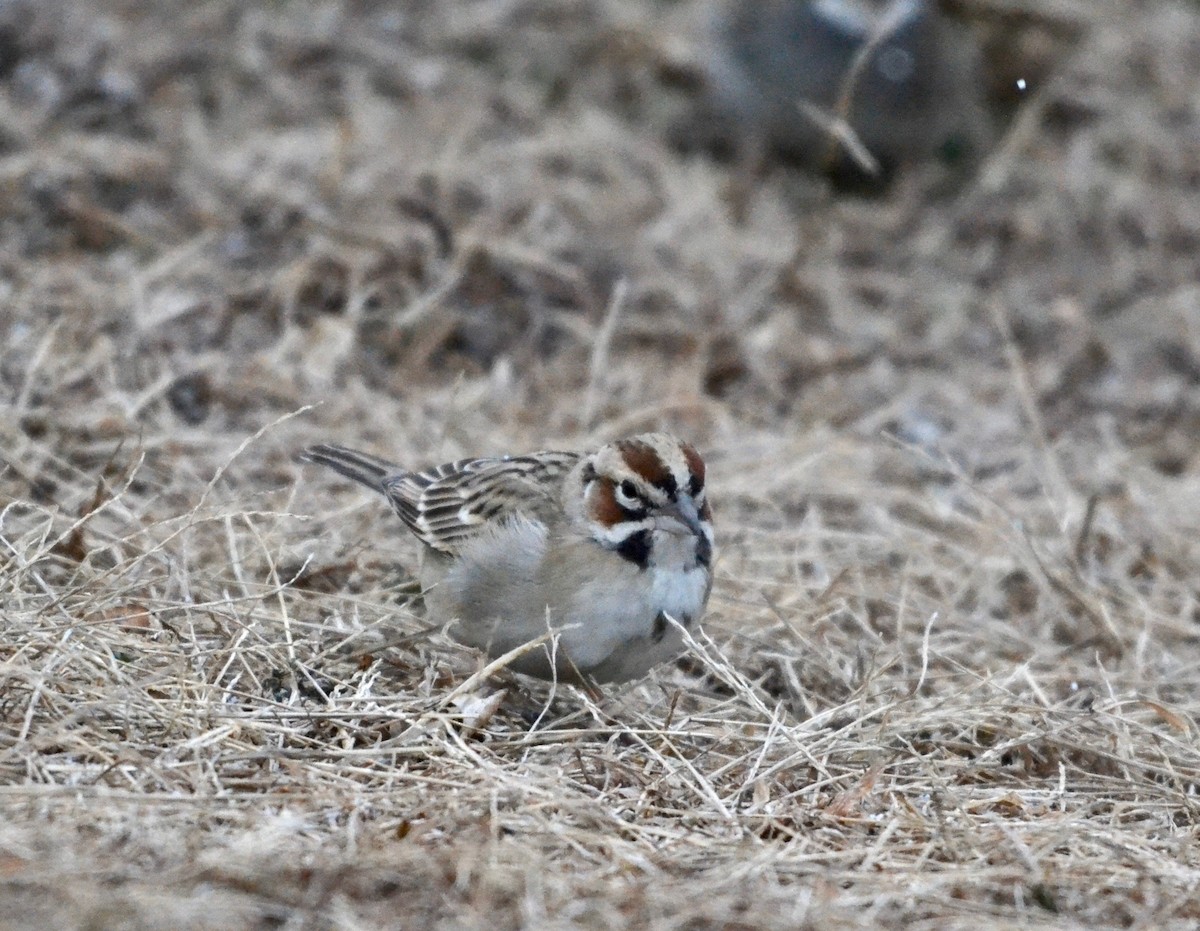 Lark Sparrow - ML303325671