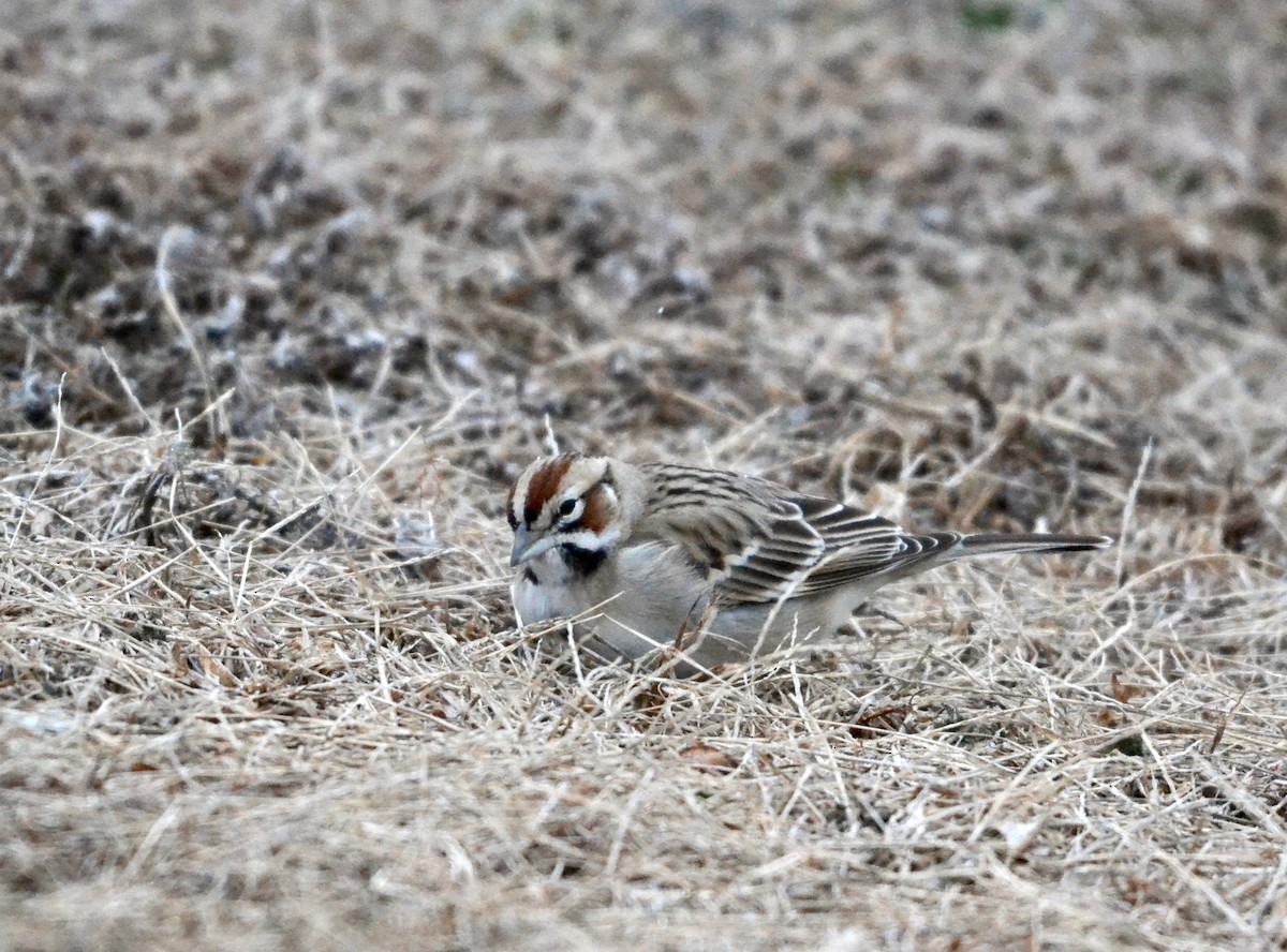 Lark Sparrow - ML303325691