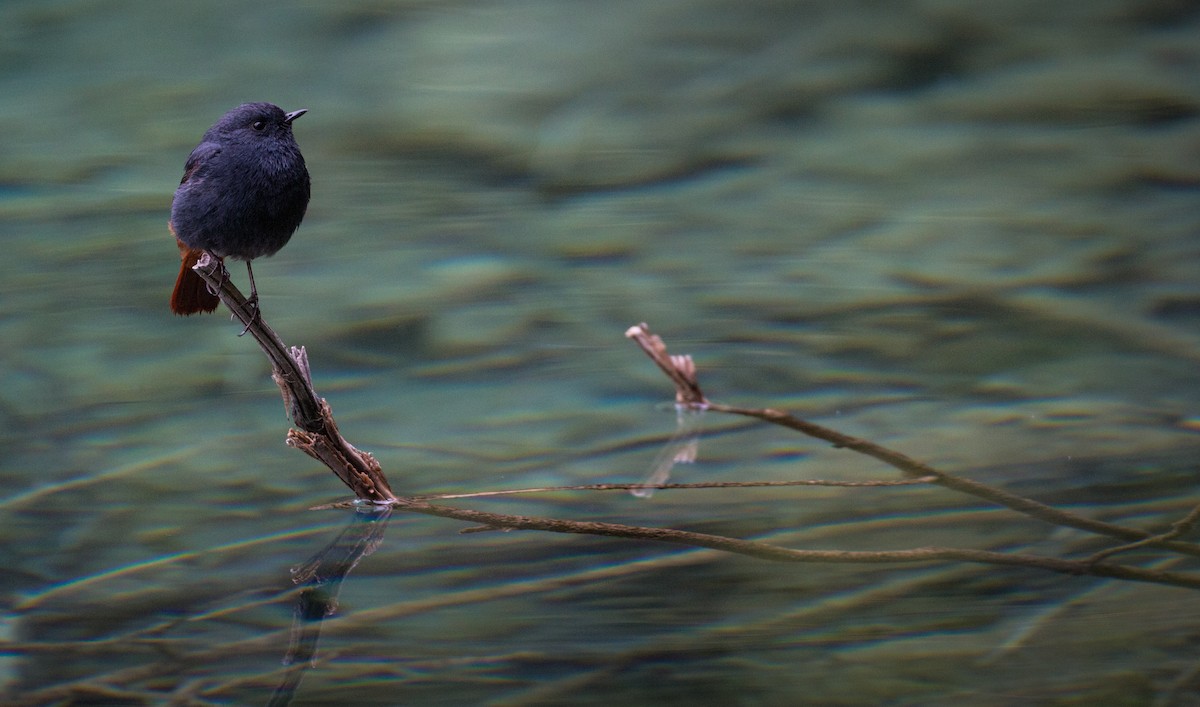 Plumbeous Redstart - ML30332581