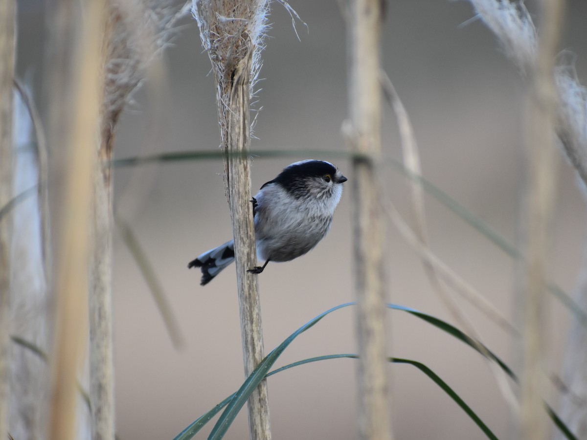 Long-tailed Tit - ML303327041