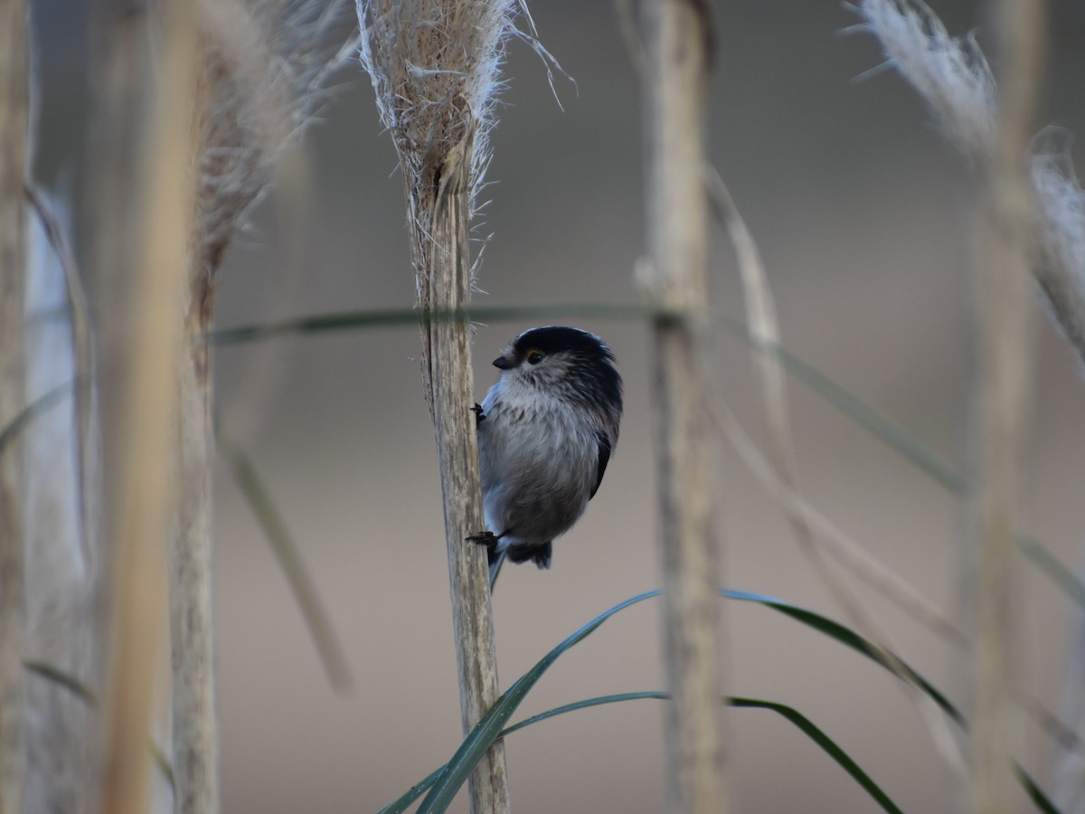 Long-tailed Tit - ML303327101