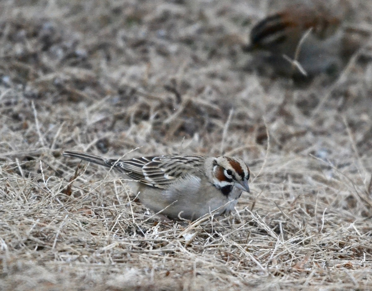 Lark Sparrow - ML303328361