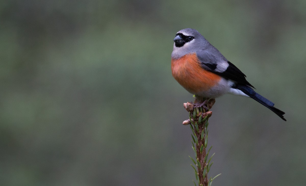 Gray-headed Bullfinch - Ian Davies