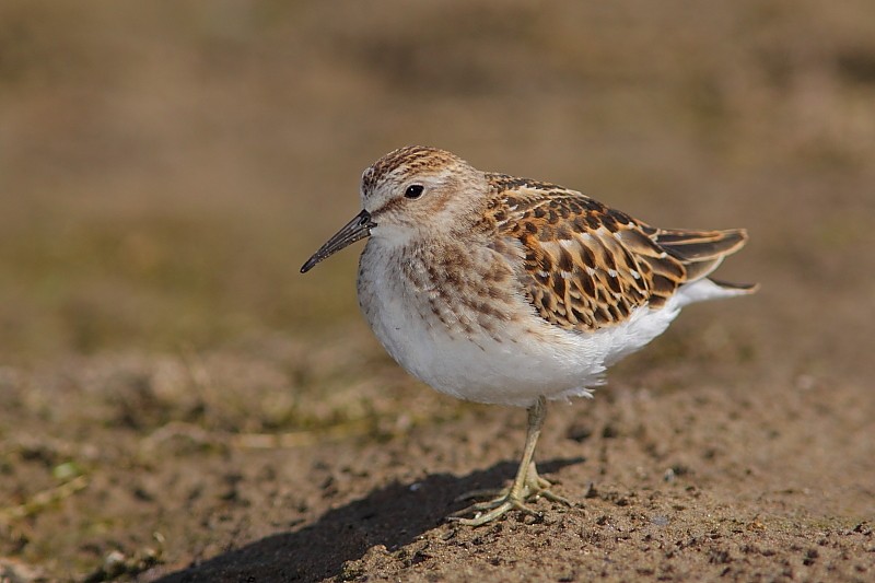 Least Sandpiper - ML303329441