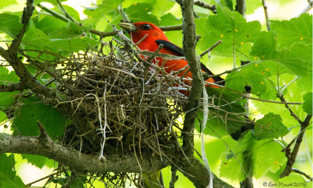 Scarlet Tanager - Lorri Howski 🦋