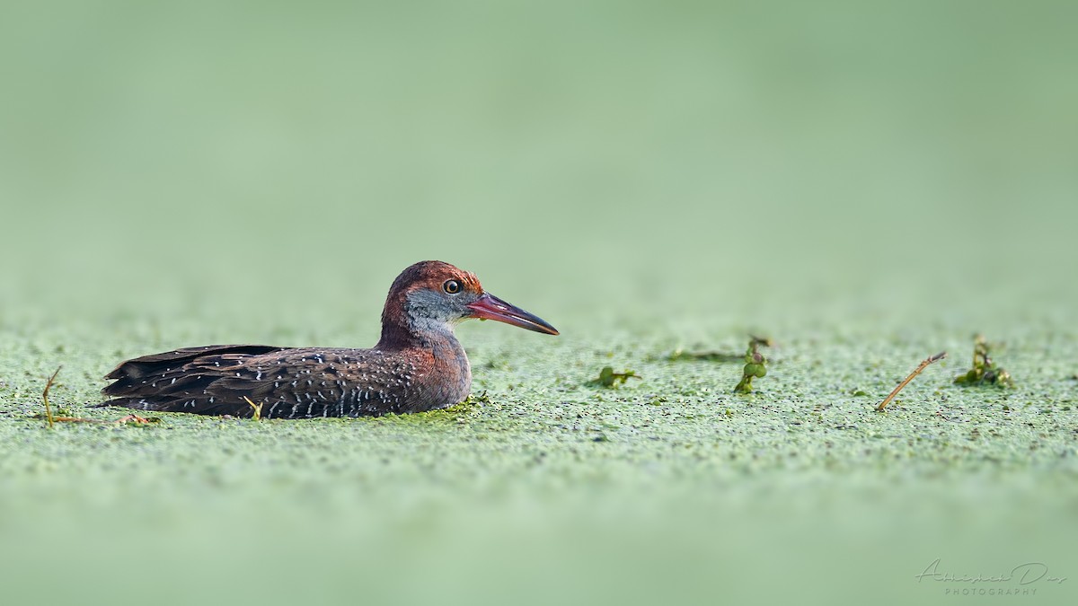 Slaty-breasted Rail - ML303329621