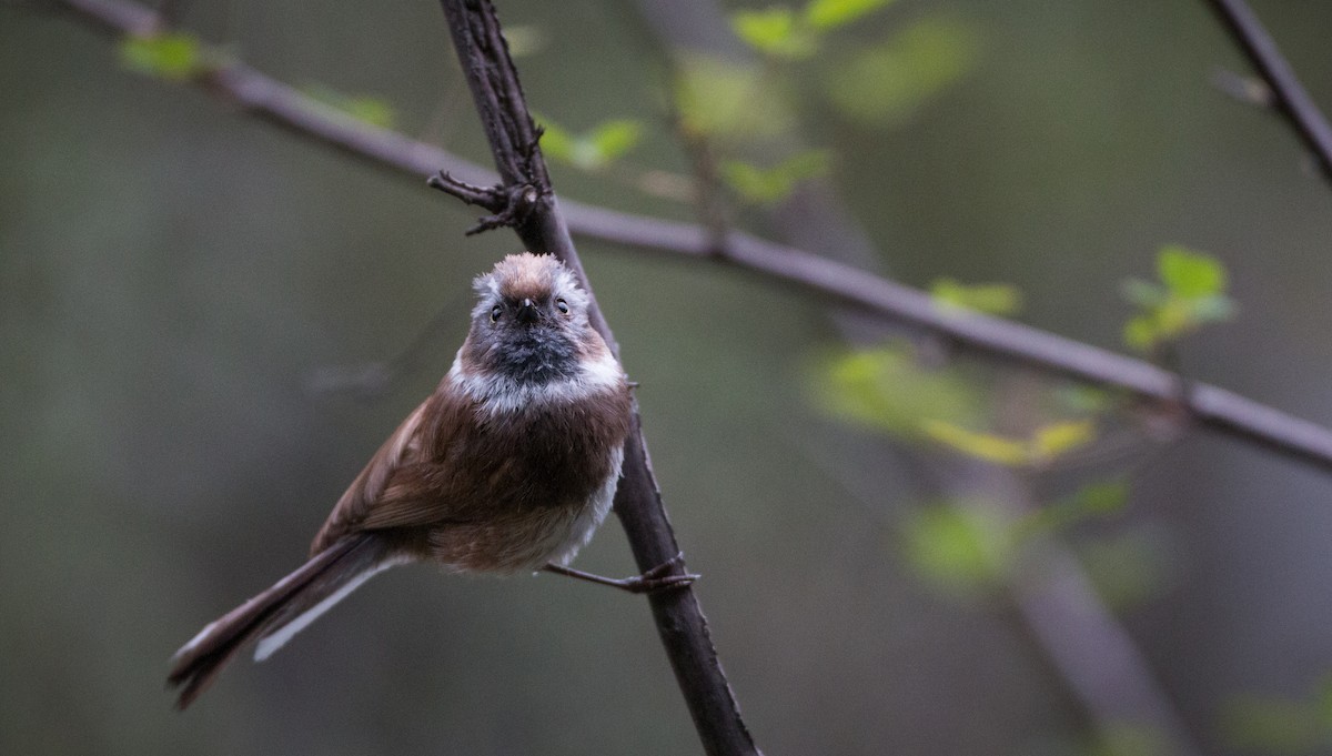 Sooty Tit - Ian Davies