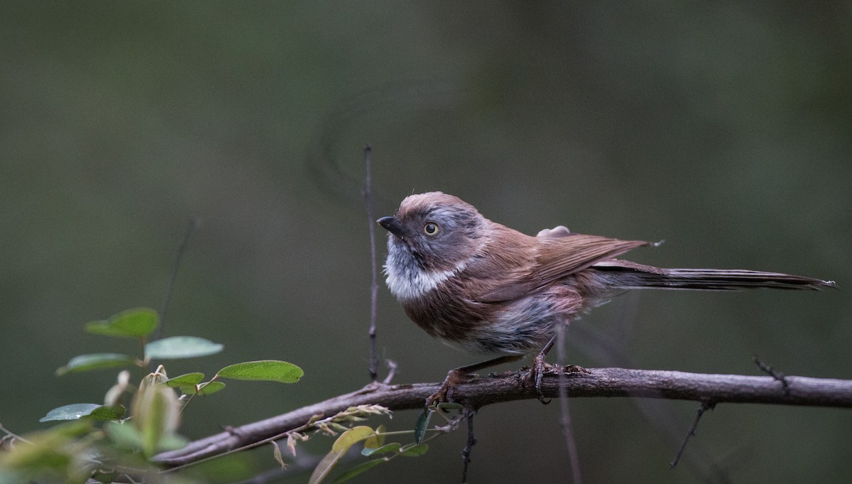 Sooty Tit - ML30333021