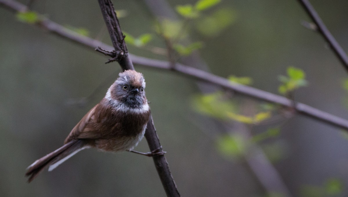 Sooty Tit - ML30333031