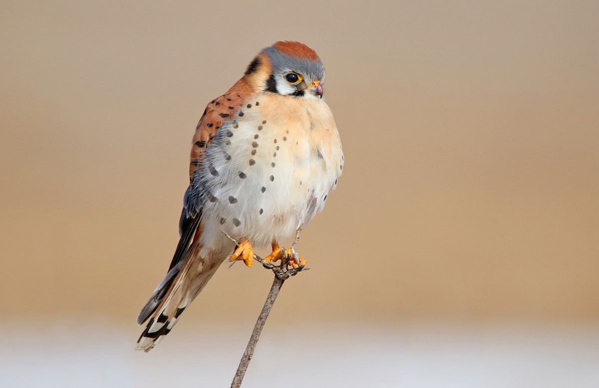 American Kestrel - ML303331251