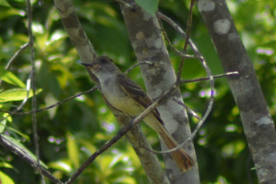 Nutting's Flycatcher - ML30333141