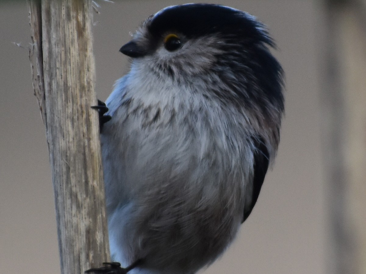 Long-tailed Tit - ML303331521