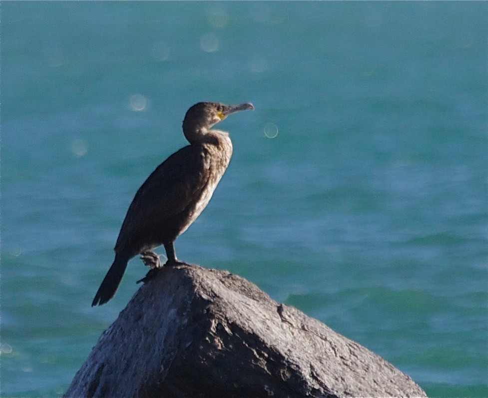 Great Cormorant - ML30333201