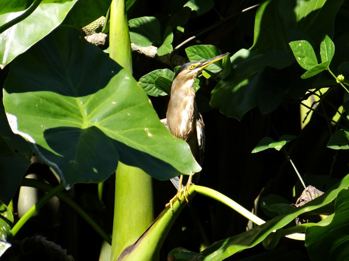 Striated Heron - ML303332151