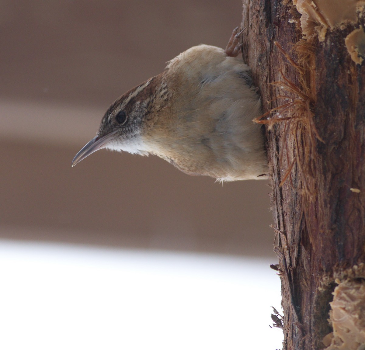 střízlík karolínský - ML303332961