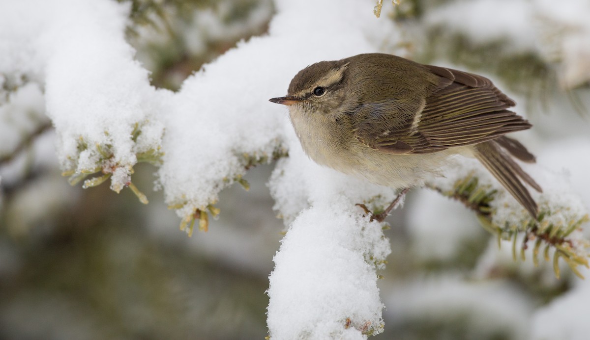 Hume's Warbler - ML30333301