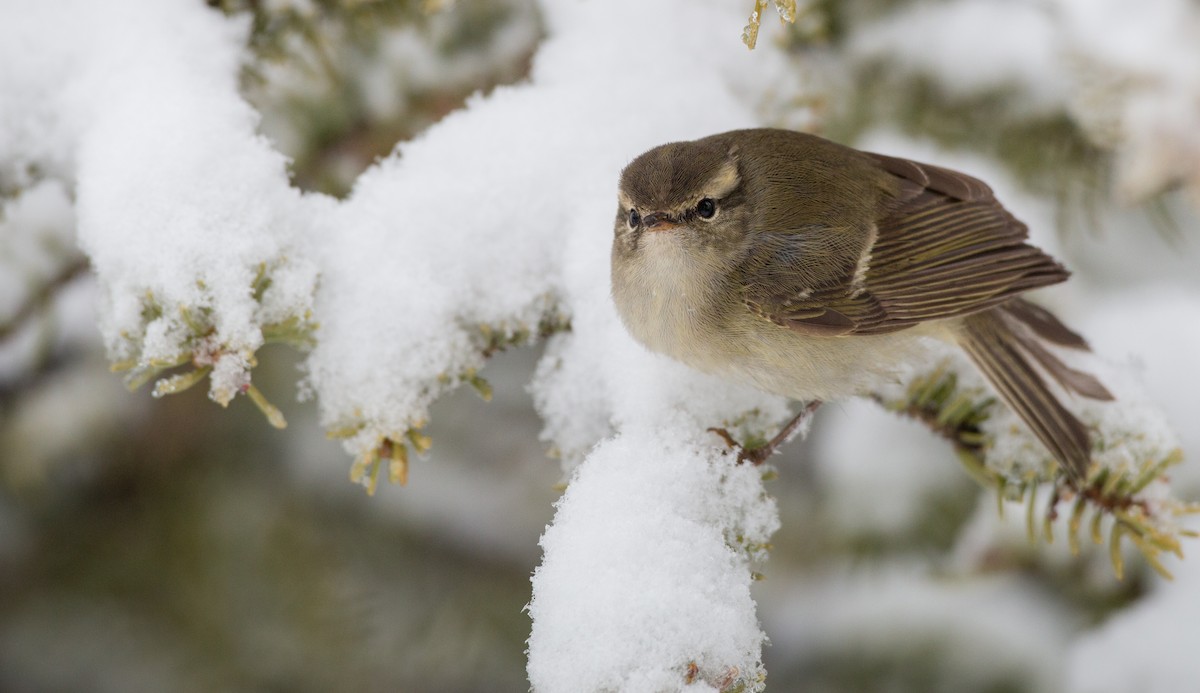 Mosquitero de Hume - ML30333321