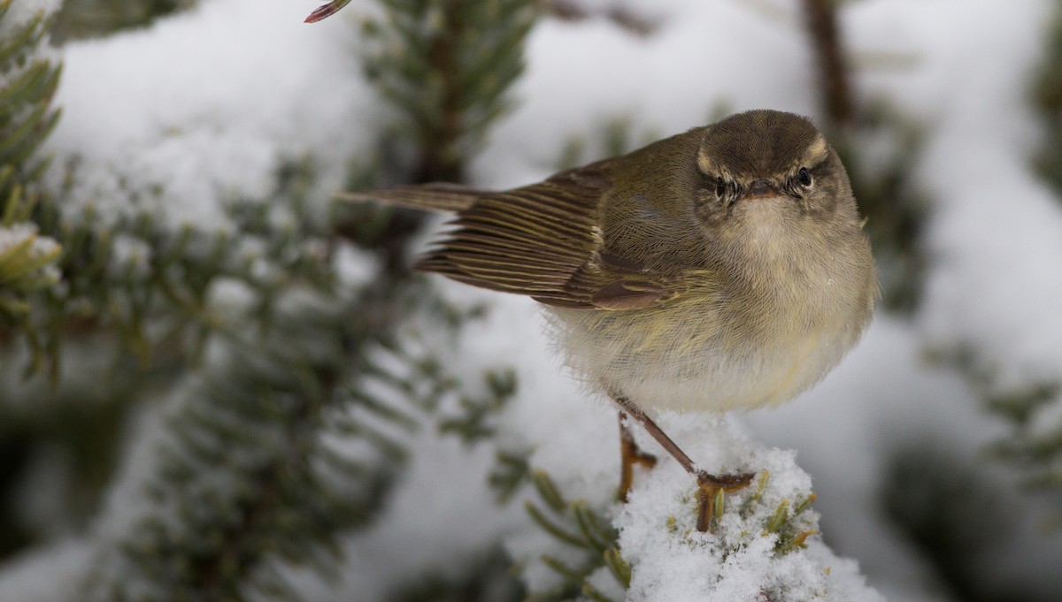 Hume's Warbler - ML30333341