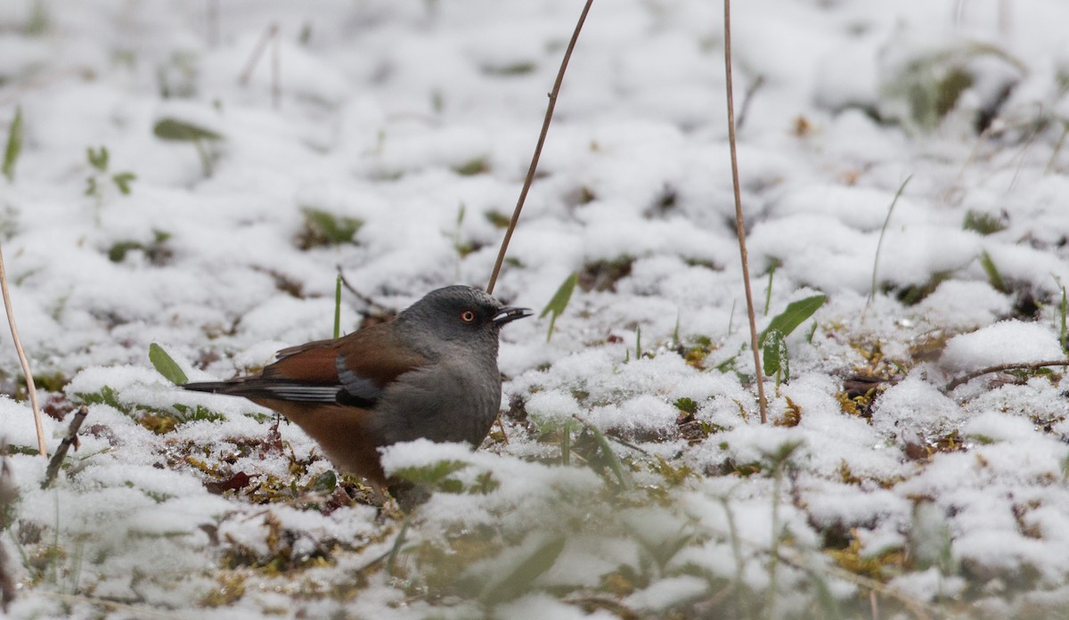 Maroon-backed Accentor - ML30333431