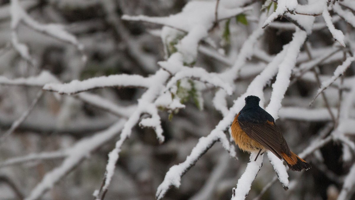 Blue-fronted Redstart - ML30333451