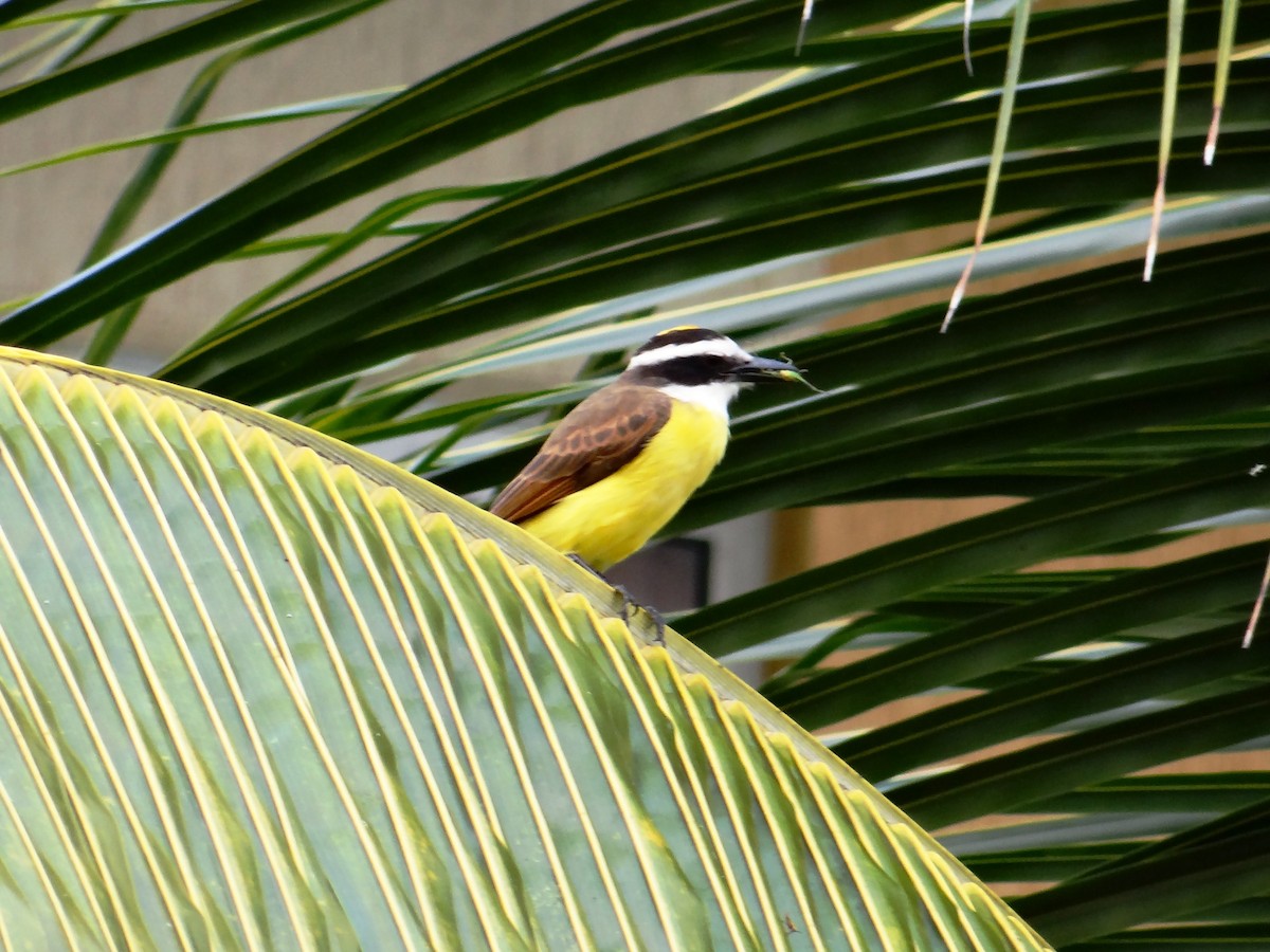 Great Kiskadee - ML303334901