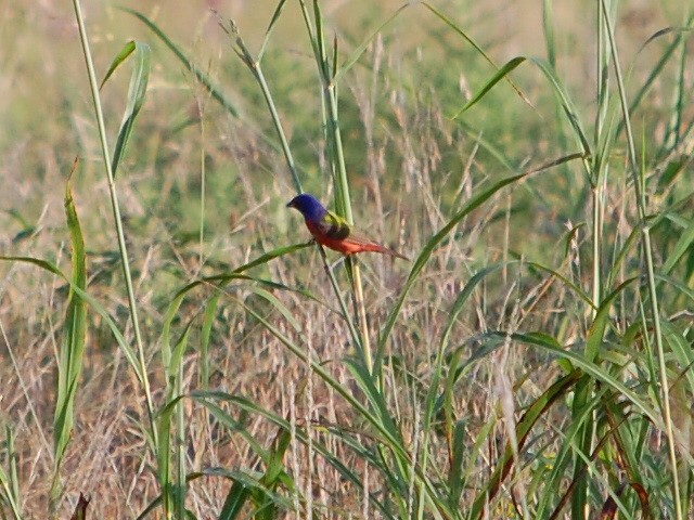 Painted Bunting - ML30333491
