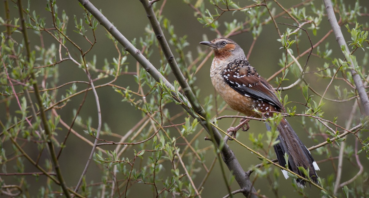 Giant Laughingthrush - Ian Davies