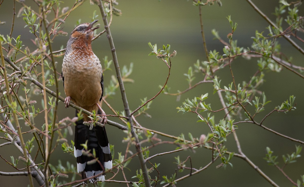 Giant Laughingthrush - Ian Davies