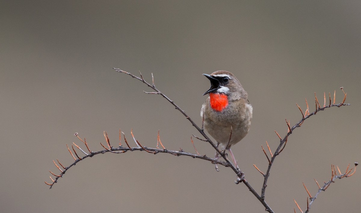 Siberian Rubythroat - ML30333691