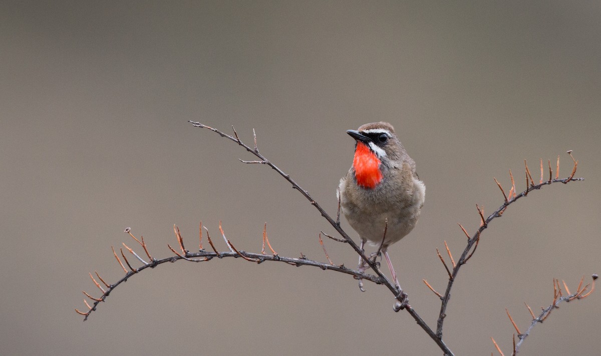 Siberian Rubythroat - ML30333701