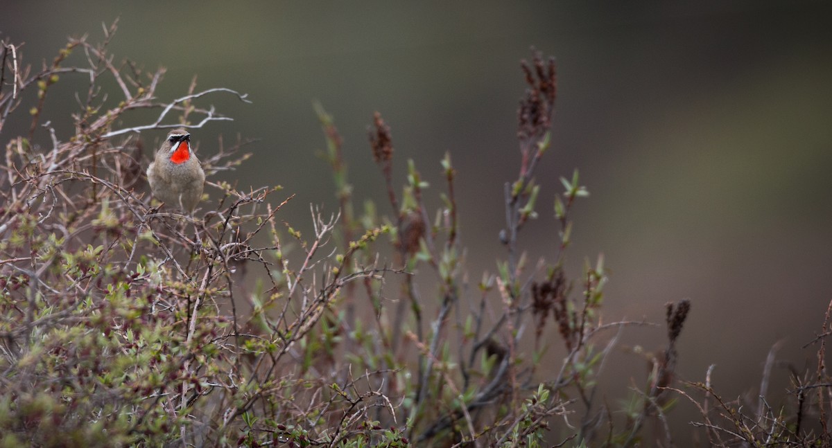 Siberian Rubythroat - Ian Davies