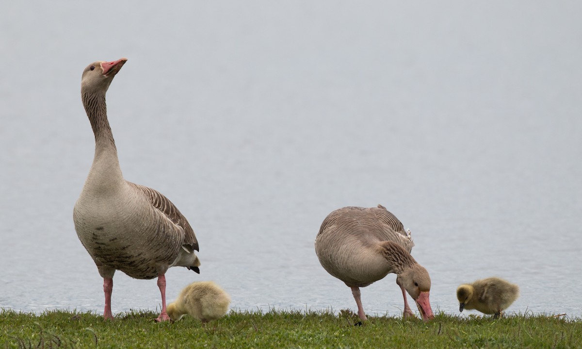 Graylag Goose (Siberian) - Ian Davies