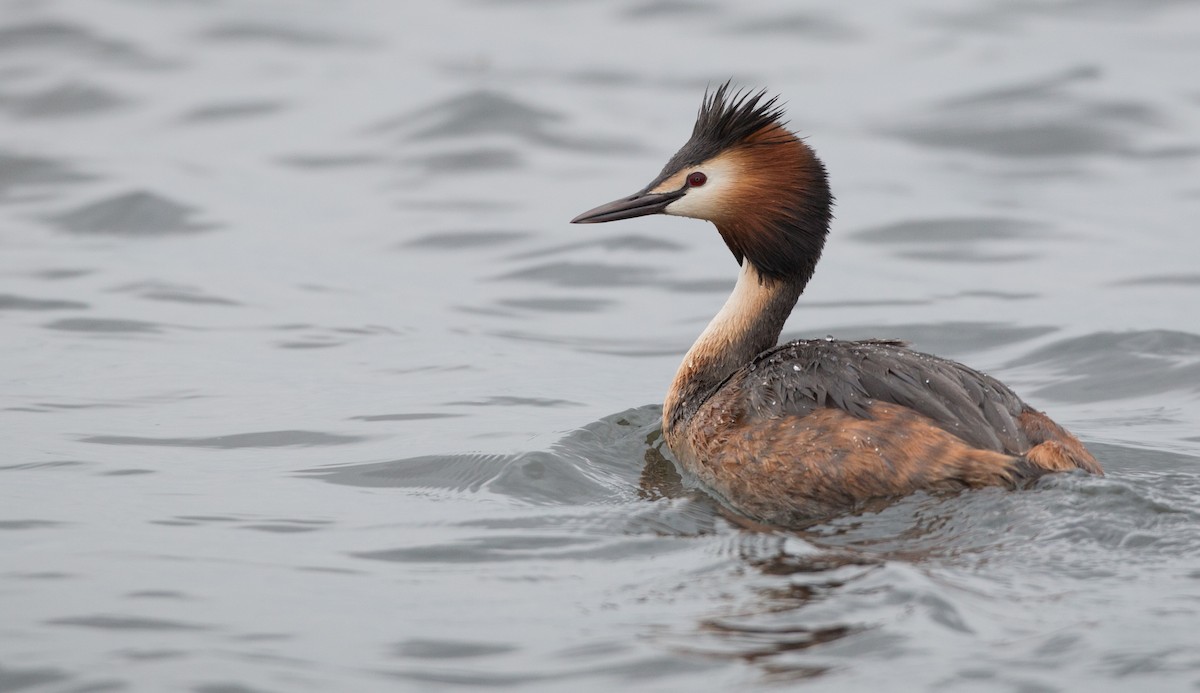 Great Crested Grebe - ML30333901