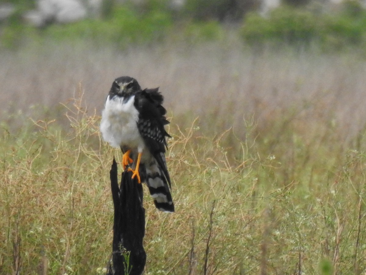 Long-winged Harrier - ML303339291