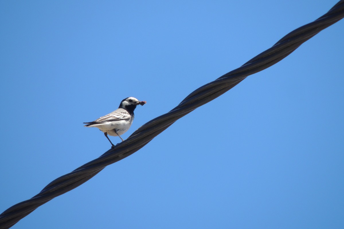 White Wagtail - Fábio Matos